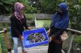 Mengintip Panen Lele di Lahan Bekas Tanah Kas Desa di Jambangan Surabaya - JPNN.com Jatim