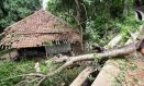 Cirebon Diterjang Puting Beliung, Pohon-pohon Bertumbangan