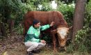 Grab Indonesia Sumbang Sapi Kurban 1 Ton dan Ratusan Kambing