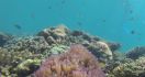 Buku The Magnificent Seven: Indonesia’s Marine National Parks Diluncurkan - JPNN.com