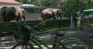 Tegas, Pengelola Kebun Binatang Gembira Loka Zoo Tolak Ratusan Wisatawan - JPNN.com