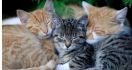 Meriahkan HUT ke-25 Depok, DKP3 Sterilisasi Ratusan Kucing Domestik - JPNN.com Jabar