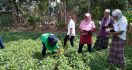 Lewat Program Sekolah Lapang, Hasil Panen Petani Kacang Tanah di NTB Meningkat - JPNN.com