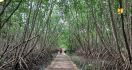 Peserta KTT G20 Akan Disuguhkan Pemandangan Kawasan Mangrove Asli Indonesia - JPNN.com
