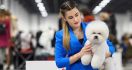 Jie-Jie Wakili Asia dalam CRUFTS 2022 Dog Show di Inggris - JPNN.com