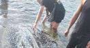 Hiu Paus Terdampar di Kota Larantuka Dilepaskan Kembali ke Laut - JPNN.com
