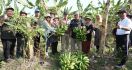 Kampung Pisang Losari Brebes Sukses Dongkrak Pendapatan Petani - JPNN.com