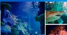 Menyelami Kehidupan Bawah Laut di SEA LIFE Sydney Aquarium - JPNN.com
