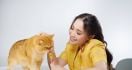 Nagita Slavina Pilih Me-O untuk Kucing Kesayangannya - JPNN.com