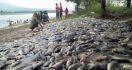 Ratusan Ton Ikan di Bendungan Wayrarem Mati Mendadak - JPNN.com