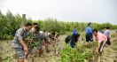 Cegah Abrasi, Prajurit TNI AL Gandeng Warga Tanam Mangrove - JPNN.com