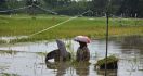 Sawah Direndam Banjir, Petani Panen Padi Lebih Awal - JPNN.com