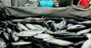 15 Ton Ikan Kerapu Kembali Diekspor dari Belitung - JPNN.com