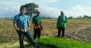 Petani Lampung Selatan Terapkan Sistem Unik - JPNN.com