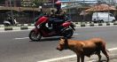 Anjing Gila Teror Warga Kasui Waykanan, Dua Orang Jadi Korban - JPNN.com