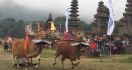 Saat Parade Sapi Gerumbungan Memukau Wisatawan - JPNN.com