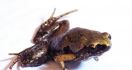 Peneliti LIPI Temukan Katak Mini dari Selatan Pulau Sumatera - JPNN.com