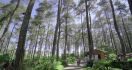 Inilah 7 Alasan Orchid Forest Jadi Spot Wisata Bandung Terpopuler - JPNN.com