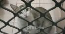 5 Fakta Unik tentang Kucing, soal Berahi dan Kumisnya - JPNN.com