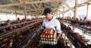 IKAPPI Minta Pemerintah Segera Urus Harga Ayam hingga Telur yang Menggila - JPNN.com