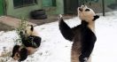 Panda di Tiongkok Bisa Ber-Gangnam Style - JPNN.com