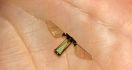 Ilmuwan AS Bikin Robot Lalat Terkecil di Dunia - JPNN.com