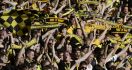 Panas, Fans Dortmund dan Muenchen Ricuh di London - JPNN.com