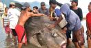 Wow! Nelayan Tangkap Ikan Seberat 1 Ton, Bentuknya Aneh - JPNN.com