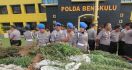 Gila! Ada Ladang Ganja Seluas 5,5 Hektare! - JPNN.com