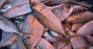 10 Manfaat Menakjubkan Konsumsi Ikan - JPNN.com