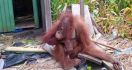 Bayi Orangutan Telantar dengan Luka Tembak, Nggak Tega - JPNN.com