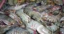 Lampaui Ikan, Udang Jadi Komoditas Tumbuh Tercepat - JPNN.com