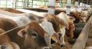 Alasan Perum Bulog Impor Daging Kerbau 70 Ribu ton dari India - JPNN.com