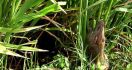 Serunya Berburu Tikus di Sawah, Dapat Hadiah Juga - JPNN.com