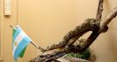 Boa Constrictor Berbendera Brazil - JPNN.com