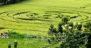 Crop Circle, Kerugian Panen Akan Diganti - JPNN.com