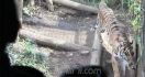 Harimau Sumatera Kedua, Setelah ''Si Gendut'' Panda - JPNN.com