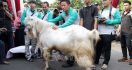 Wow! Kambing Lumajang Pecahkan Rekor Dunia - JPNN.com