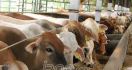 Bima Kirim Daging Sapi Olahan ke Jakarta - JPNN.com