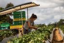 Australia Akan Keluarkan Visa Pertanian Untuk Negara ASEAN, Termasuk Indonesia - JPNN.com