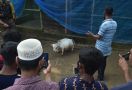 Ribuan Orang Bangladesh Abaikan Bahaya COVID-19 demi Sapi Terkecil di Dunia - JPNN.com