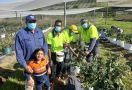 Pekerja Asing Dari Kawasan Pasifik Selamatkan Industri Buah Beri di Australia - JPNN.com
