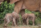 Sepasang Gajah Kembar Langka Terlihat Sehat di Taman Safari Kenya - JPNN.com