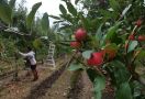 Penantian Berakhir, Australia Segera Datangkan Pekerja Pertanian dari Vietnam - JPNN.com