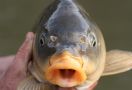 Ikan Mas Bisa Menjadi Alternatif Bagi Warga Australia di Saat Harga 'Seafood' Semakin Mahal - JPNN.com
