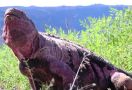 Bayi Iguana Pink yang Diperkirakan Punah Muncul Kembali di Pulau Galapagos - JPNN.com