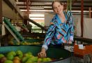 Petani Mangga di Queensland, Austalia Mendorong Anak-anak Muda Bekerja di Kebunnya - JPNN.com