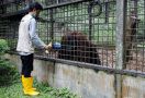 Proyek IKN Dikhawatirkan Mengancam Orangutan dan Membuat Teluk Balikpapan 'Jadi Kolam Limbah' - JPNN.com