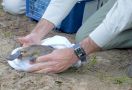 Hewan Platipus Dikembalikan Ke Taman Nasional Sydney Setelah Menghilang Puluhan Tahun - JPNN.com