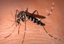 3 Tanaman Hias Ini Bantu Usir Nyamuk yang Mengganggu - JPNN.com